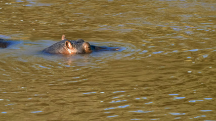 close up of a hippo in the mara river in masai mara kenya