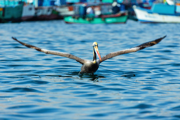 Momento exacto Pelicano tomando Vuelo