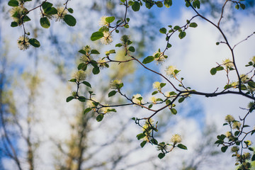 White Fothergilla flowers in the forest in the Spring