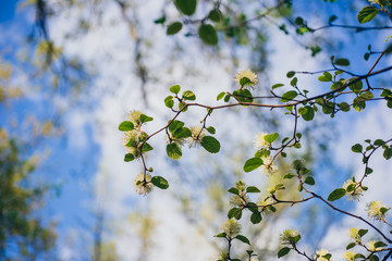 White Fothergilla flowers in the forest in the Spring
