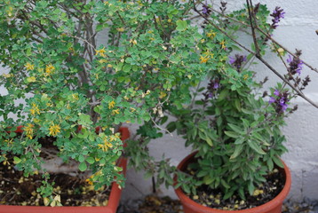Sage Herb Plant