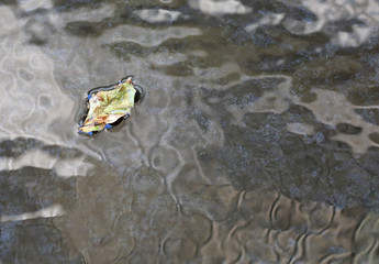 Dried leaf floating on ripple surface of water in pond background.