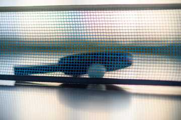 Grid for table tennis close-up.
