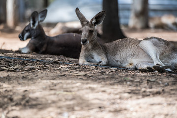 kangaroo in zoo