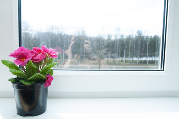 Flower in a pot on the windowsill, pink primula, space for text