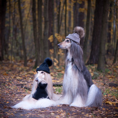 Dogs, Two funny, very cute Afghan hounds hats and scarves on the background of the forest, women of...