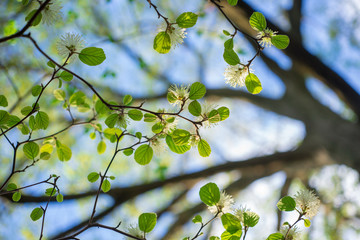 White Fothergilla flowers in the forest in the Spring