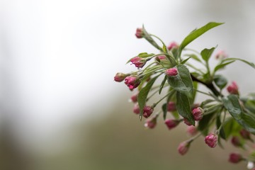 Spring Buds