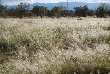 Feather Grass Landscape