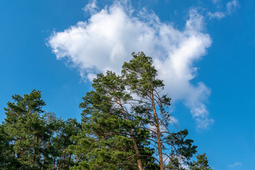  Pine trees against a blue sky and white clouds on a sunny spring day