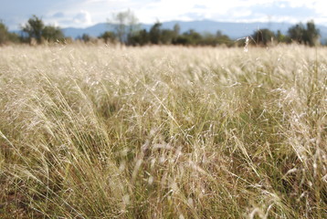 Feather Grass Landscape
