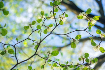 White Fothergilla flowers in the forest in the Spring