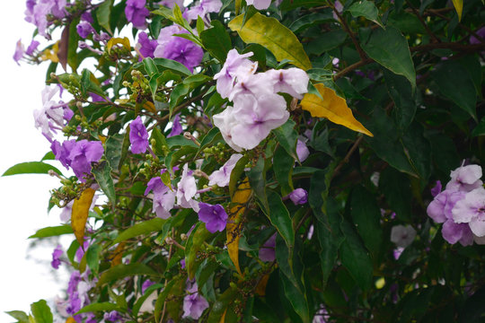 flores moradas 