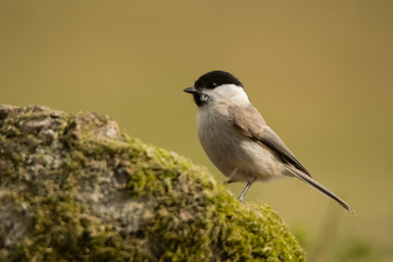 Willow tit ( Poecile montanus). Bieszczady Mountains. Poland