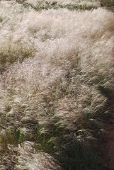 Feather Grass in Field