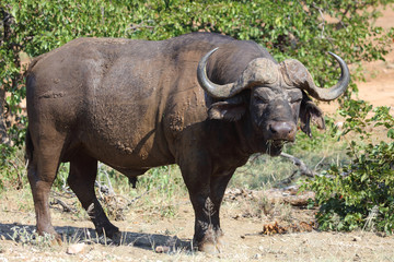 Fototapeta premium Kaffernbüffel / Buffalo / Syncerus caffer