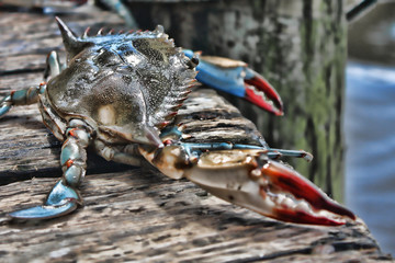 A live crab looks out at the ocean from a dock in Florida