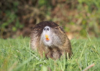 The young nutria is grazed in a green grass