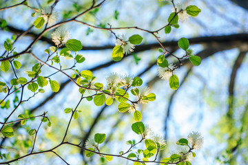 White Fothergilla flowers in the forest in the Spring