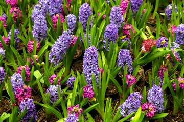 purple and blue hyacinth flower