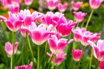 Obraz na płótnie Canvas Pink tulips flower