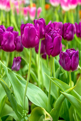 Purple tulip  flower