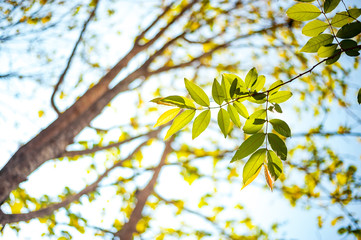  Leaves in nature, colorful, green, yellow, and in the morning at sunrise, light shines down Plants in and natural trees Used as a background image Or add more