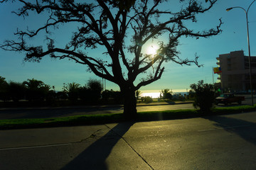 Árbol en atardecer frente al mar