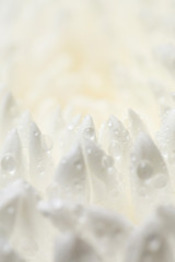 Beads of water on petals