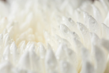 Beads of water on petals