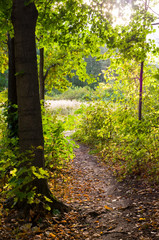 walkway lane path through the forest at summer. background, nature