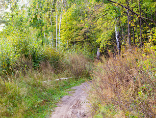 Fototapeta na wymiar walkway lane path through the forest at summer. background, nature