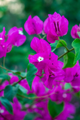 Bougainvillea,natural flower 