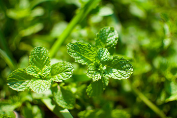 Peppermint leaf or Kitchen Mint or Marsh Mint or Metha cordifolia Opiz were planted on the ground. Its leaves are small, rough and it has a green color. It is a herb made as food and medicine.