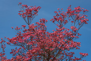 Coral pink of spring blooming dogwood flowers on dogwood tree against a clear blue sky, as a background, springtime in the Pacific Northwest