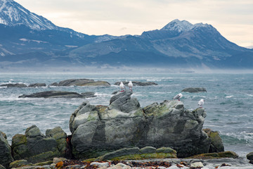stormy ocean with seagulls