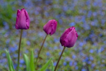 Portrait of thee purple tulips growing in a home garden against a background of blue veronica speedwell groundcover plants, springtime in the Pacific Northwest
