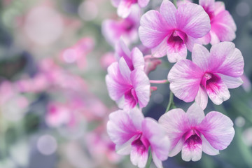 Nature background of purple orchid flowers in the garden during summer day with sunlight and blur bokeh background.