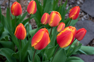 Portrait of red and yellow tulips growing in a home garden, springtime in the Pacific Northwest