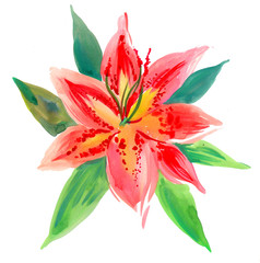 Beautiful red lily flower