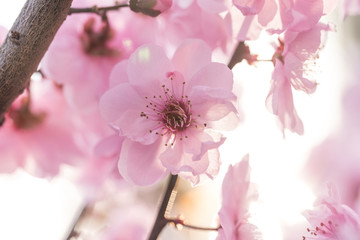 Beads of water on petals