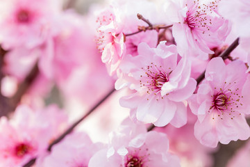 Beads of water on petals
