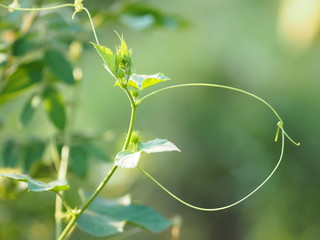 prefoliation vernation Soft shoots of trees on blur nature background