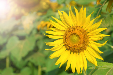 Obraz premium beautiful of Sunflower blooming in Sunflowers garden