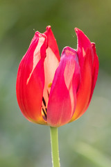 Verblühte Tulpe verliert ihre Schönheit im morgendlichen Sonnenschein
