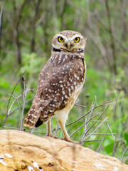 owl in flight