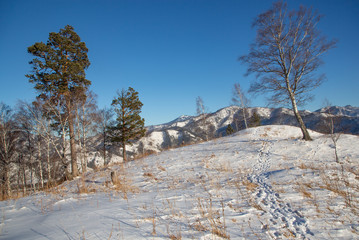 Winter snow-covered and frosty Altai. Altai blue eyes