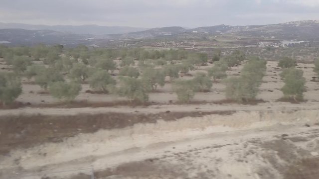 Elevated view of vegetations in the outskirts of Arraba Palestine Middle East