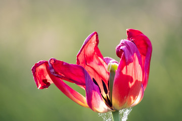 Verblühte Tulpe verliert ihre Schönheit im morgendlichen Sonnenschein