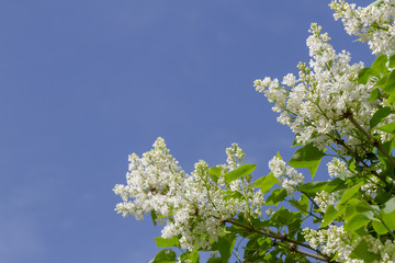 blooming white lilac bush